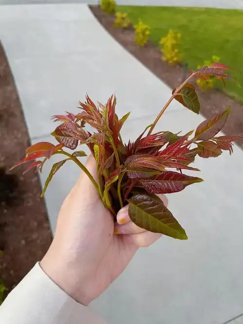 去年刚搬家的时候买了两株香椿树苗刚来的时候一片叶子也没有 才膝盖