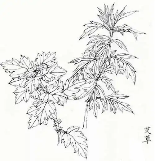 四大名艾北艾海艾蕲艾祁艾_艾草_艾灸top网