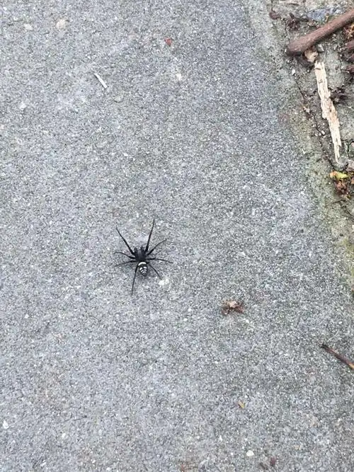 上海居然有鬼脸蜘蛛