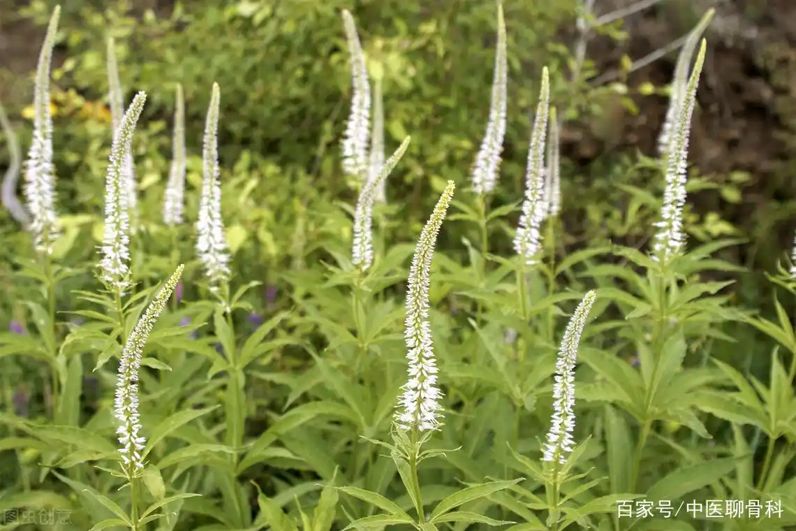 走进身边的中草药——威灵仙,善治腰膝冷痛,颈椎骨痛手麻