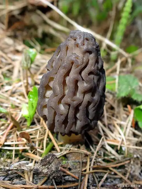 新鲜羊肚菌:美味与营养的完美结合