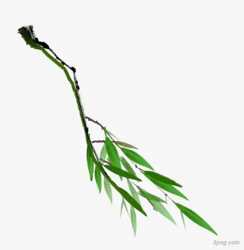 彩绘柳枝png素材透明免抠图片-装饰效果