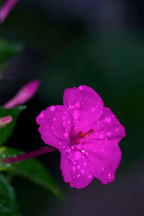 紫茉莉的资料简介(描述紫茉莉介绍)_百科-涨口碑