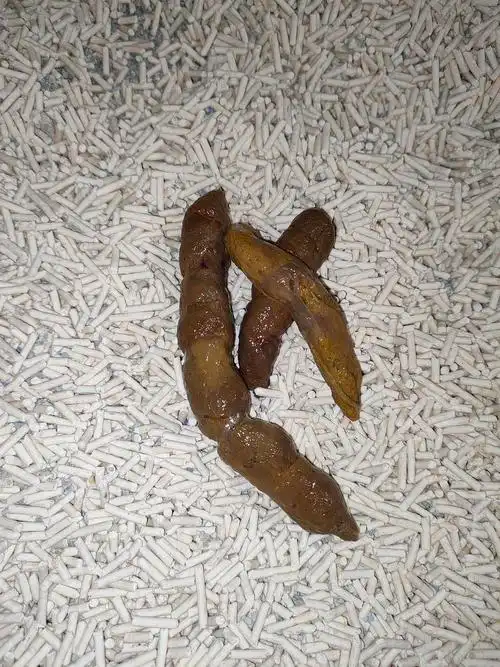 讨论求助大便带厚粘膜粘膜上有血丝是肠炎吗要吃速诺吗有屎慎入