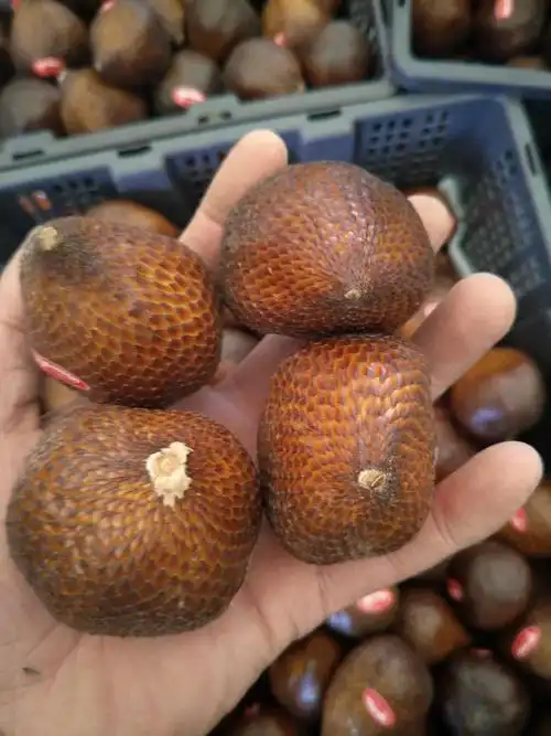 星派果现货印尼蛇皮果2斤新鲜进口稀有水果罕见特别稀奇古怪热带