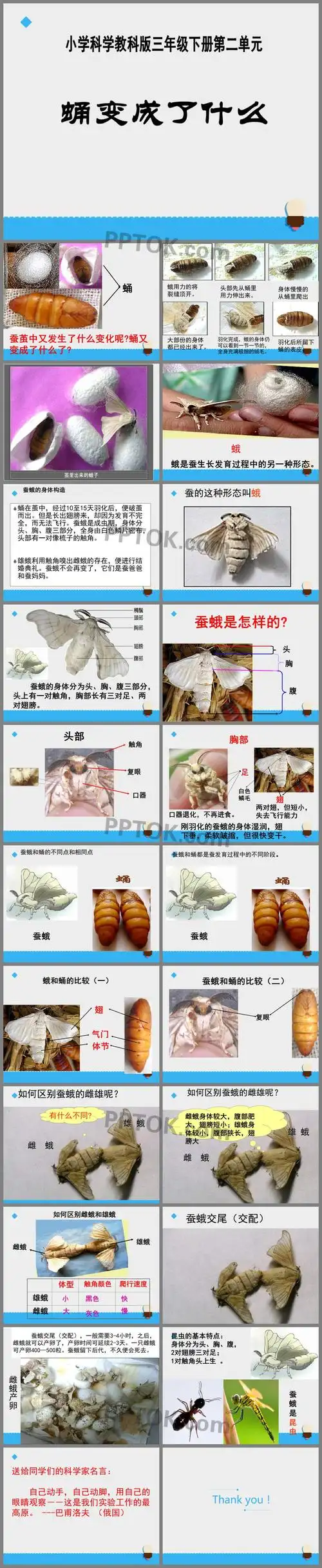 科学蛹变成了什么动物的生命周期ppt课件2