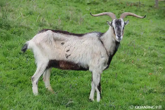 山羊图片_图片大全