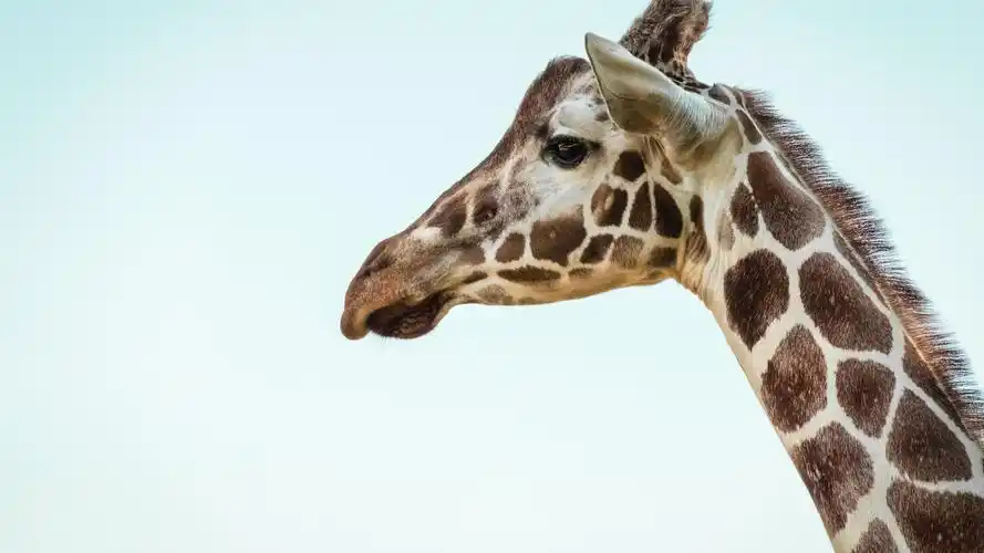 长颈鹿壁纸壁纸是一款电脑壁纸,属于动物分类,长颈鹿壁纸