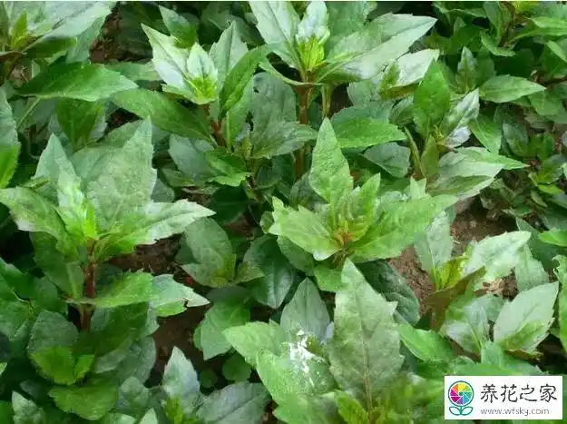 血皮菜的功效与作用