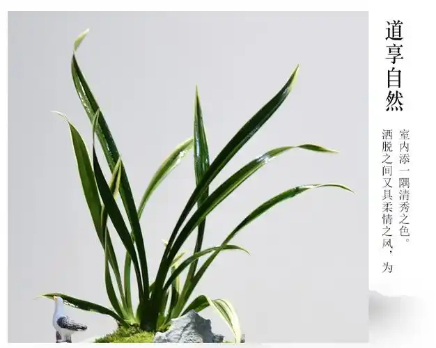 神童冠兰花盆栽矮种四季兰植物金边建兰系列花卉好养易活绿植盆景