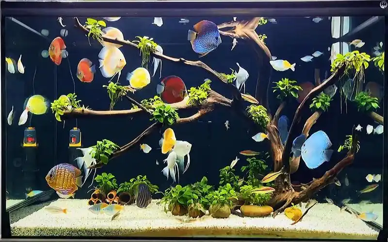 啥也不说了,静心欣赏吧!七彩神仙鱼鱼缸_哔哩哔哩_bilibili