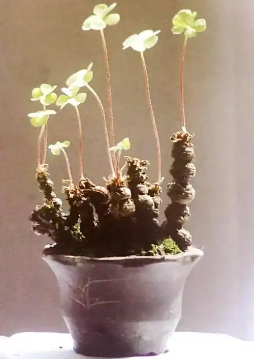 竟能够制造如斯美感的盆景台长直慨叹这么通俗的草红花酢浆草