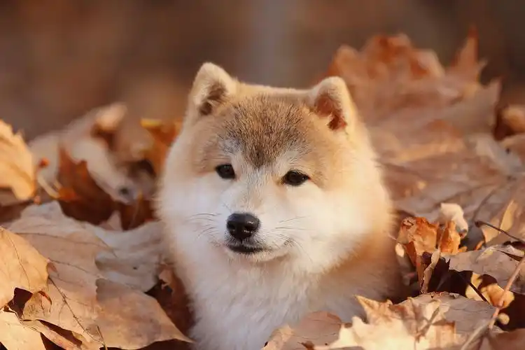 第一次饲养柴犬的新手们需要注意什么