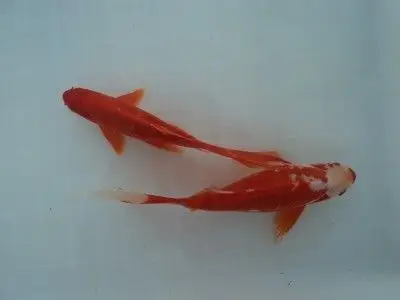 红鲫鱼--川成锦鲤养殖场