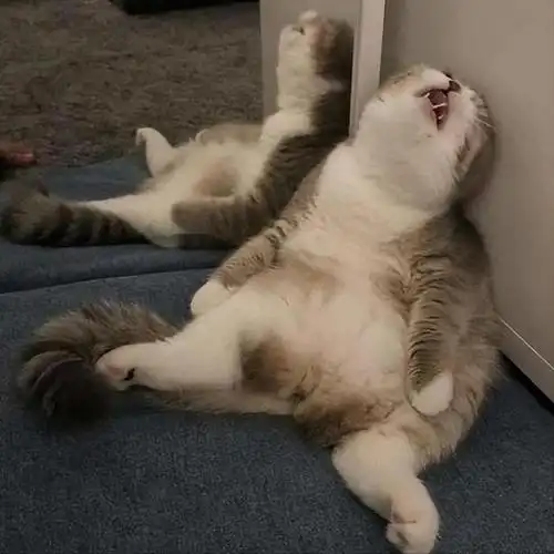 盘点30张猫咪搞怪的照片,让人捧腹大笑,总有很多笑点