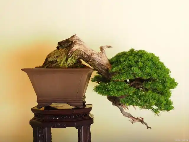 怎样才能制作精品悬崖式盆景?