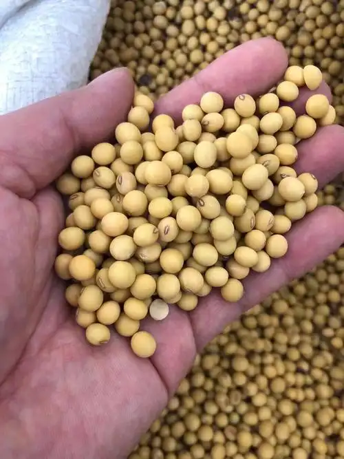 豫煌种业出售新品种大豆种子郑1307中黄30农科院合作企业