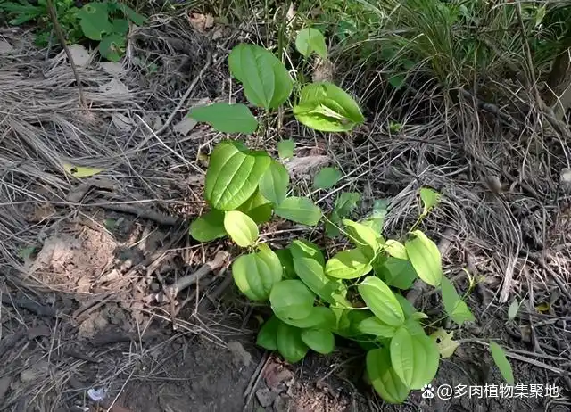 1种名为"牛尾结"的野菜,民间用于煲汤,其根茎是药材,珍贵!