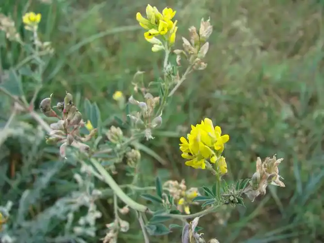 黄花苜蓿