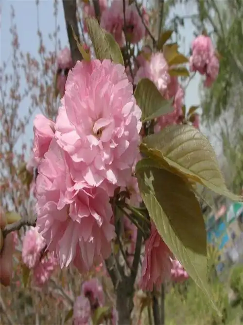 福建山樱花的介绍