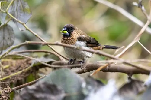 蓝山百鸟图第103号橙腹叶鹎