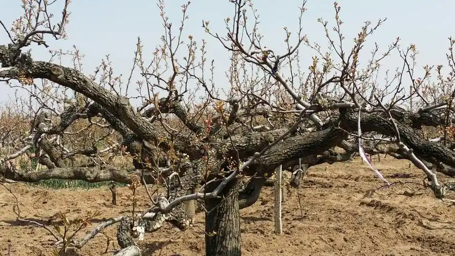 看样好像是梨树王