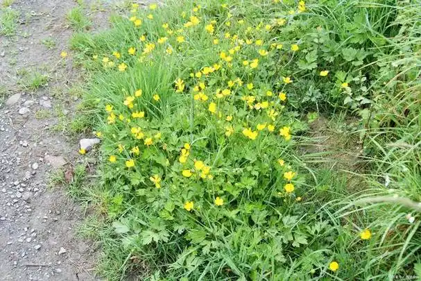 珍贵植物黄鹌菜又名还阳草,你在农村见过吗?