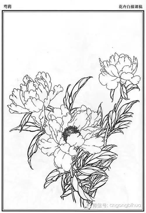 花卉白描底稿