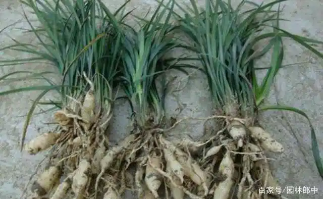 苗圃内的麦冬草可以使用除草剂么?