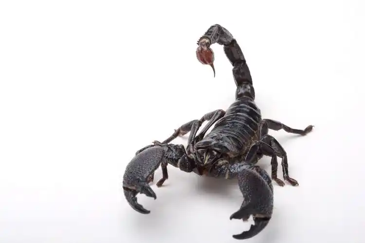 蝎子图片 爬行类动物,野生动物,蝎子