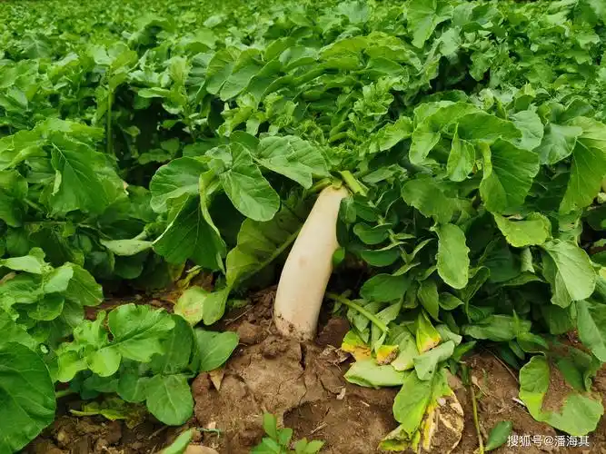 遂溪县洋青镇曲水村冬种白萝卜丰收在望