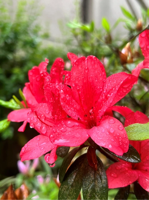 美丽的映山红小学组749号向桉阳