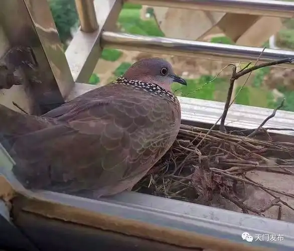 奇了斑鸠夫妇连续九年在天门一居民家窗台筑巢生蛋