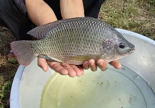 北方淡水鱼大全看看你钓过几种第12种稀有鱼种至今无名