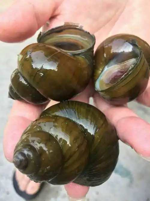 请帮忙看一下这是福寿螺吗?谢谢了