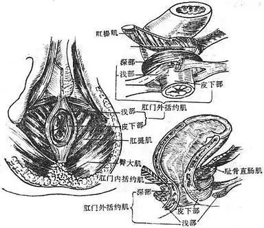 图9-21    肛门内,外活约肌及肛直肠环