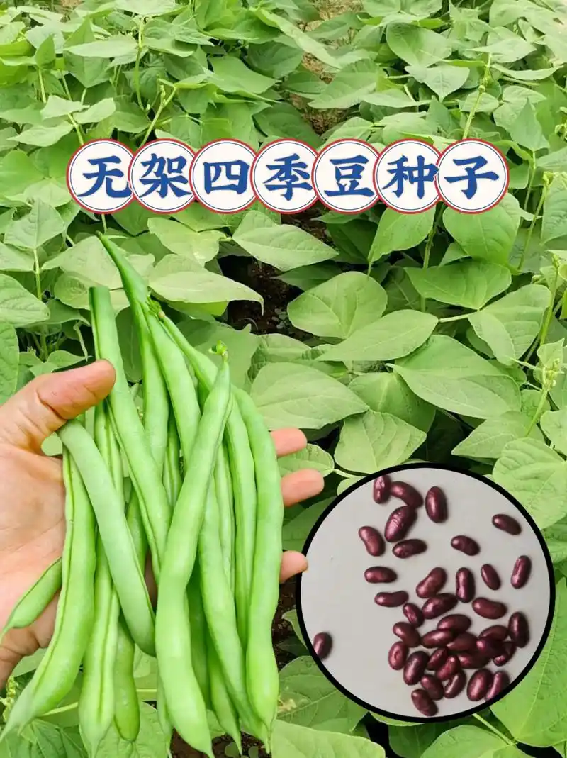 适用于家庭阳台,小院和地栽