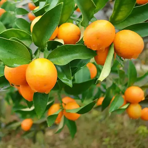 金桔树室内橘子桔子金钱小金观赏客厅结果四季拉篮