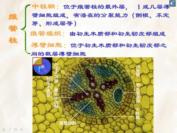 植物学 第三章 营养器官 2