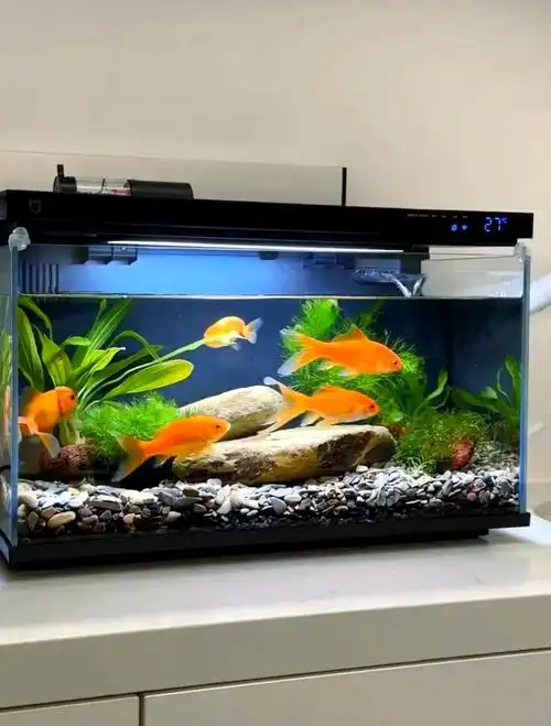 家庭鱼缸选购全攻略:材质,尺寸与形状详解