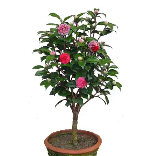 五色赤丹茶花树苗盆栽 特价花卉精品阳台 庭院观花客厅盆栽植物