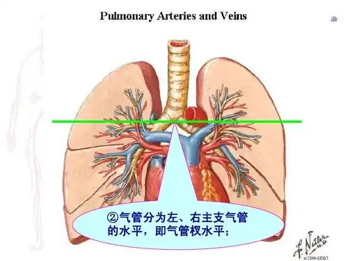 ②气管分为左,右主支气管 气管分为左, 的水平,即气管杈水平; 的水平