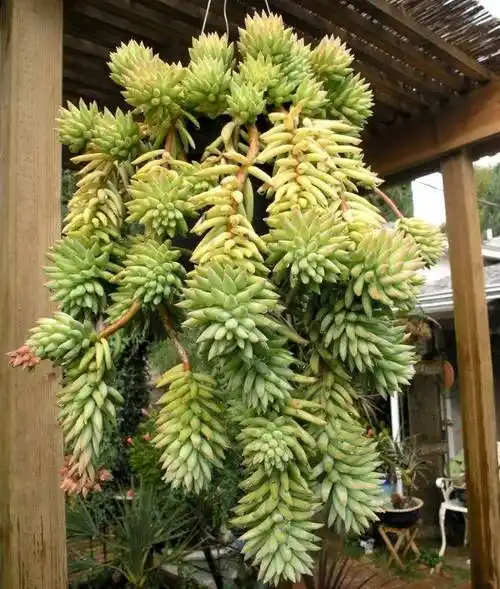 13垂挂型多肉怎么养忌讳什么「专业回答」 -骁龙网