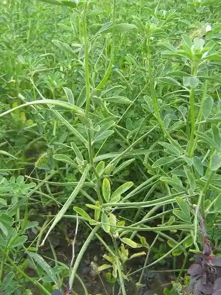 香料"香草"(苦豆)是一种什么样的植物
