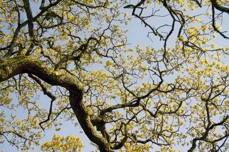 一棵老树的树枝照片