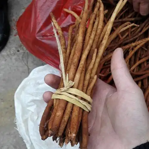 【赶乡场好物推荐】云南苗族野生小红参,炖鸡炖排骨大补500克