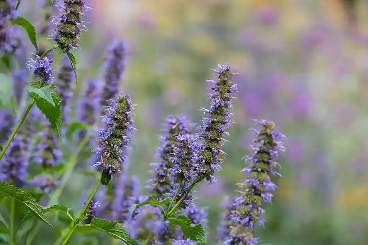 马鞭草属植物图片_马鞭草属植物高清图片_全景视觉