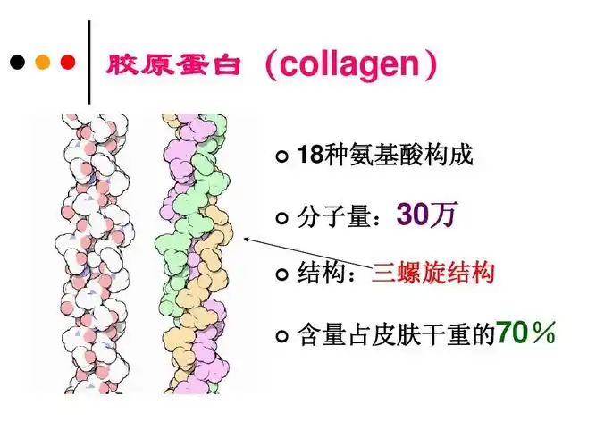 皮肤的组织结构ppt 胶原蛋白(collagen)       18种氨基酸构成 分子