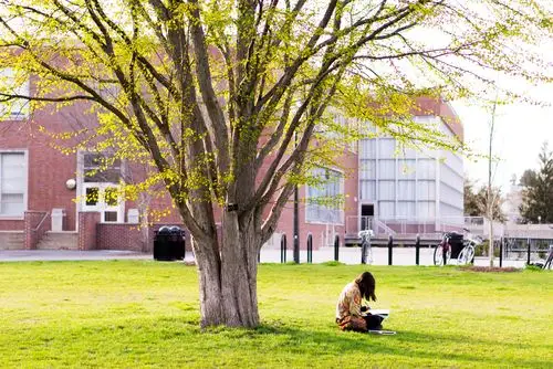 在树下读书的女孩