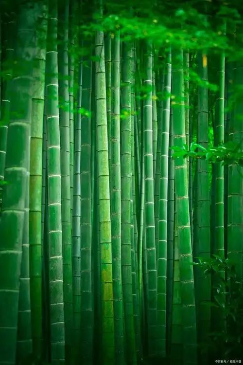 清晨,微雨濛濛,竹林中一片寂静.